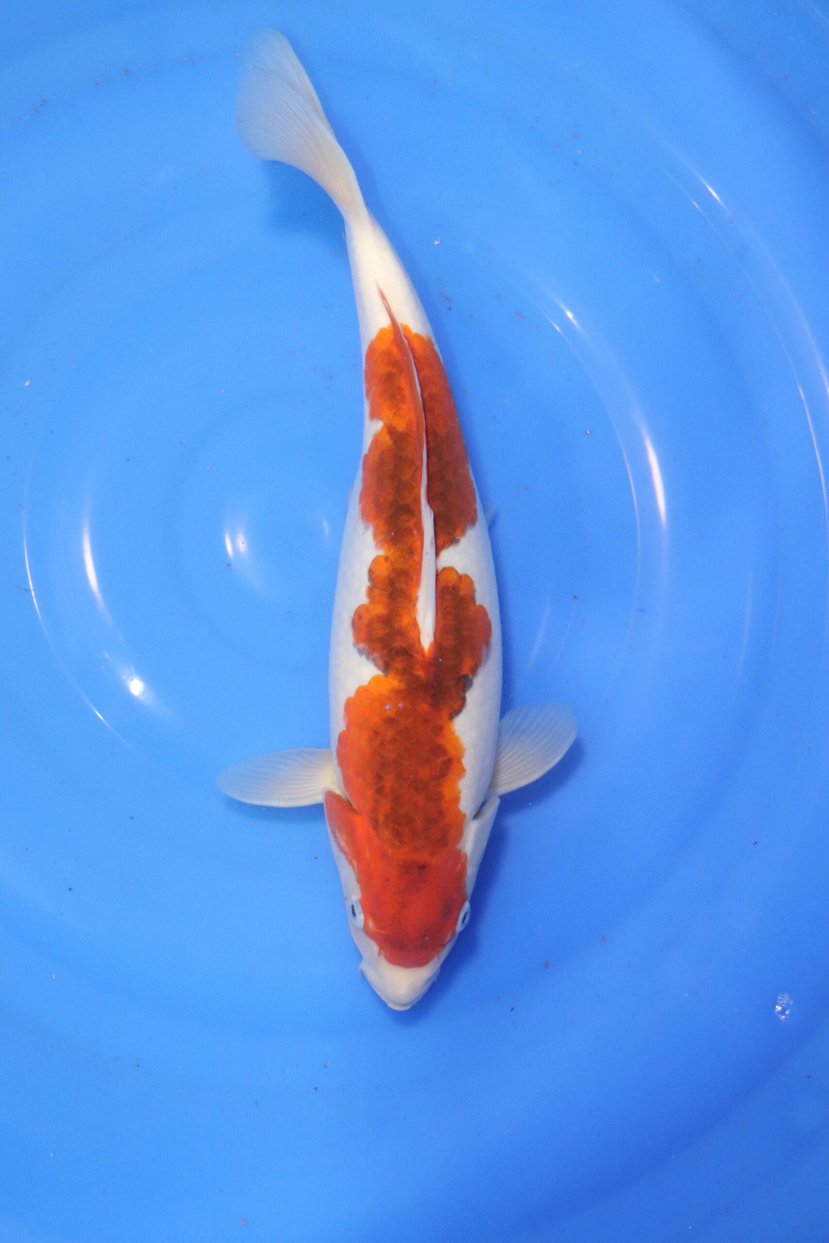 carpe koi japonaise goromo