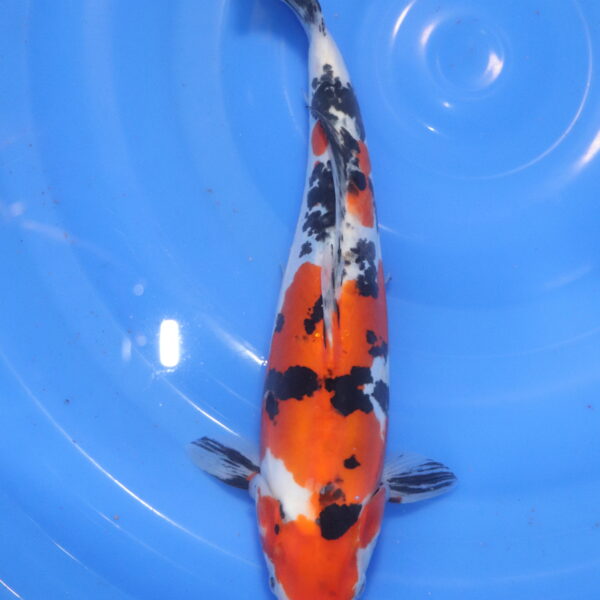 Carpe koi Sanke – Sanke Doitsu 34cm (6022)