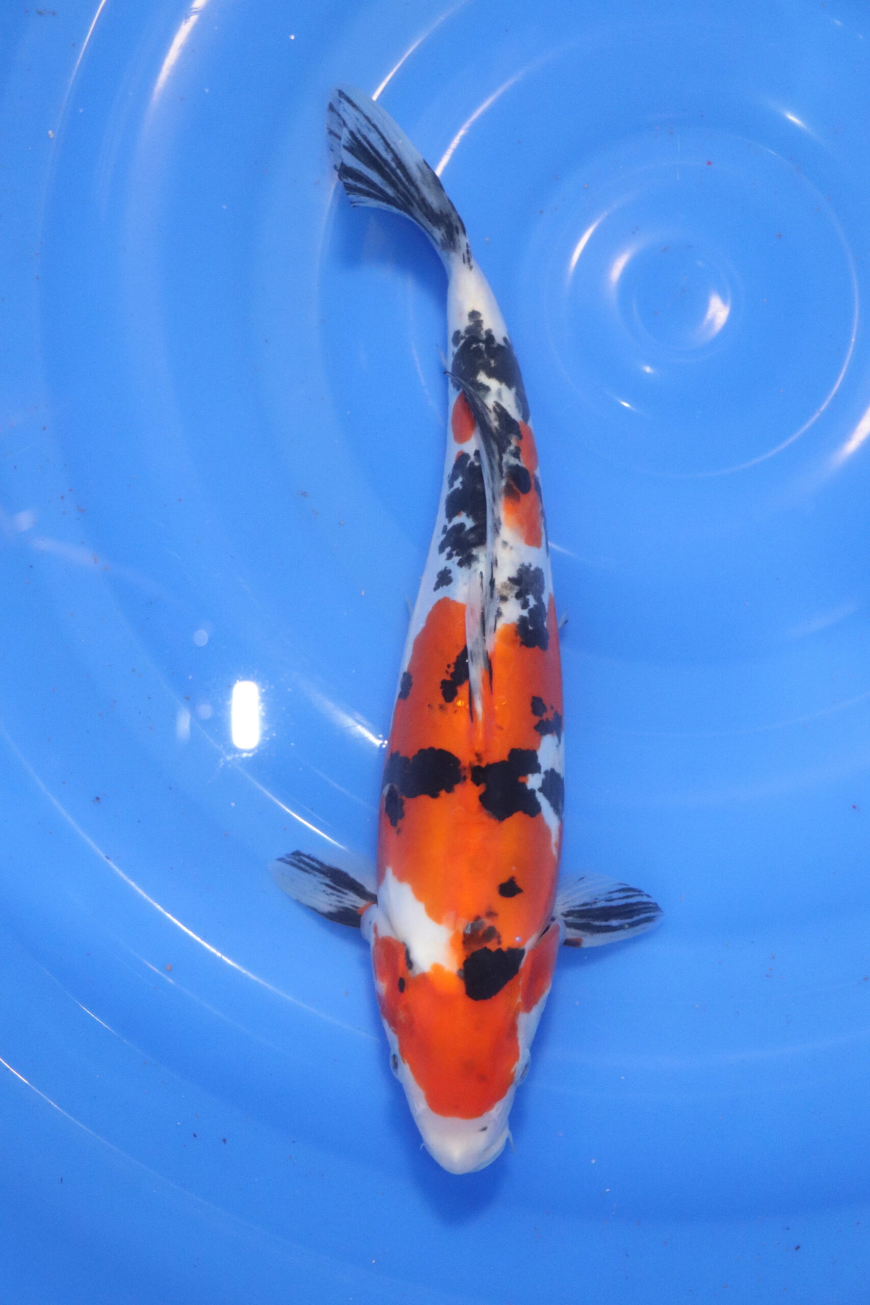 carpe koi japonaise sanke doitsu