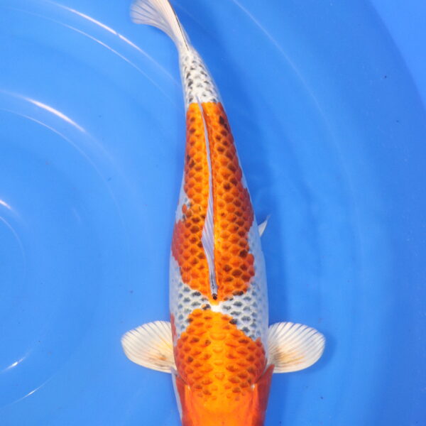 Carpe koi Kujaku – Kujaku 35cm (6027)