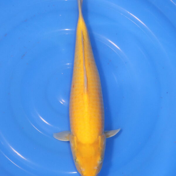 Carpe koi Karashigoi – Karashigoi 44cm (6032)