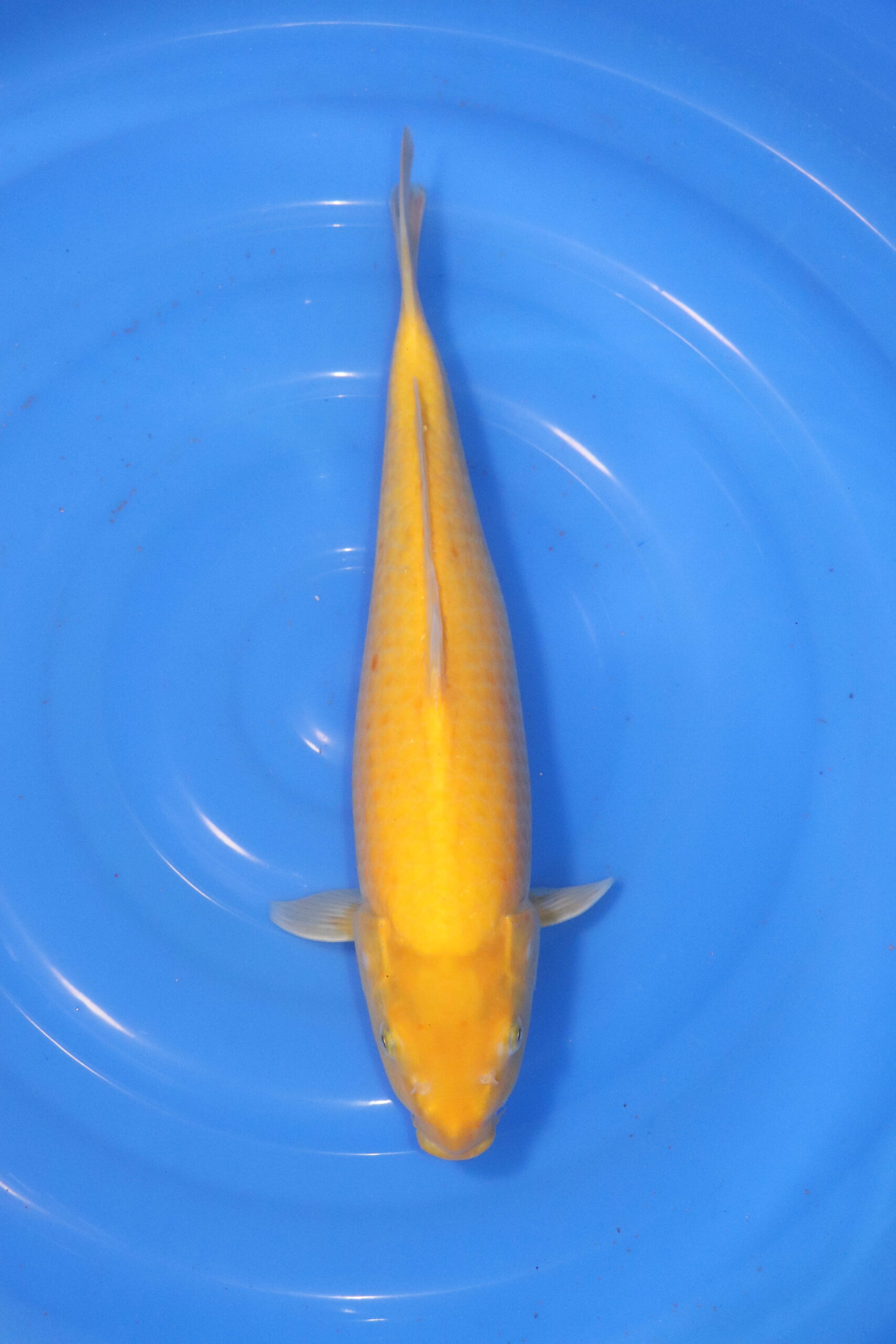 karashigoi japonaise