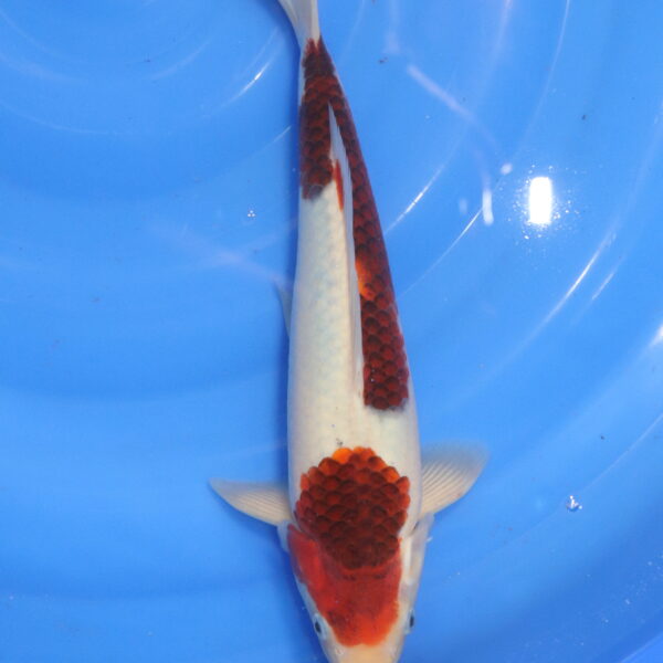 Carpe koi Goromo – Ai Goromo 34cm (6041)