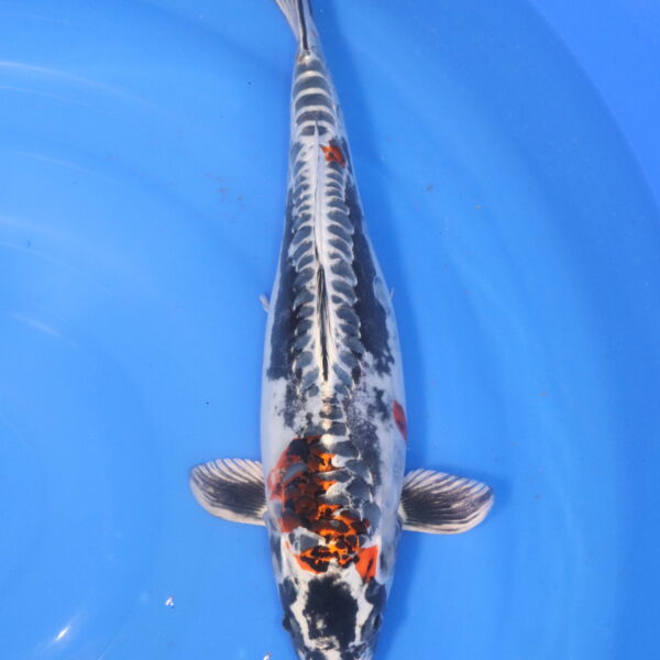 Carpe koi Beni Kikokuryu – beni kikokuryu 39cm (6045)