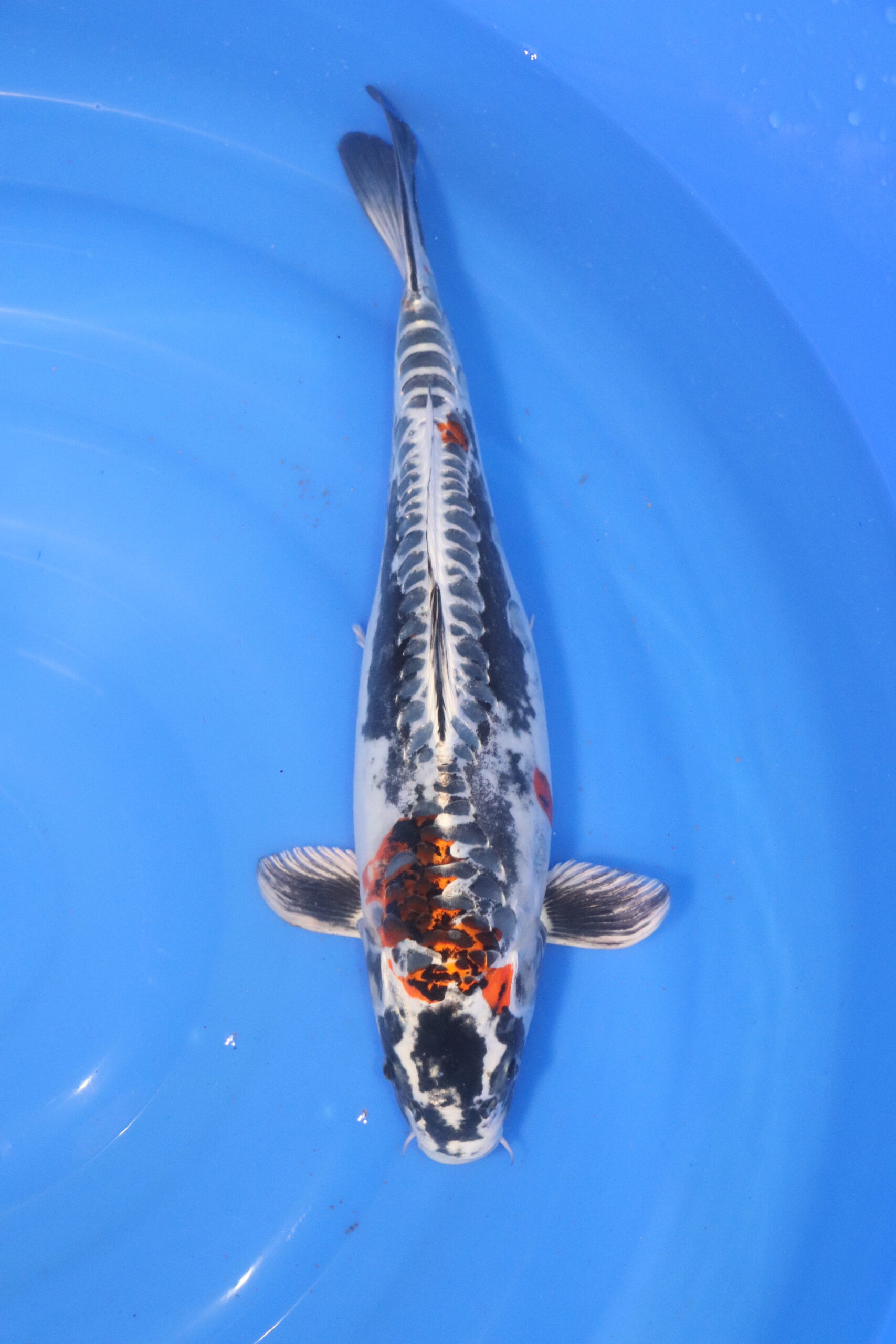 carpe koi beni kikokuryu