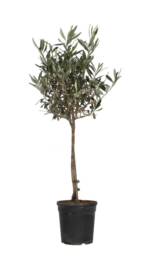 Arbres Olivier pot de 19; 24 et 35cm – Image 2