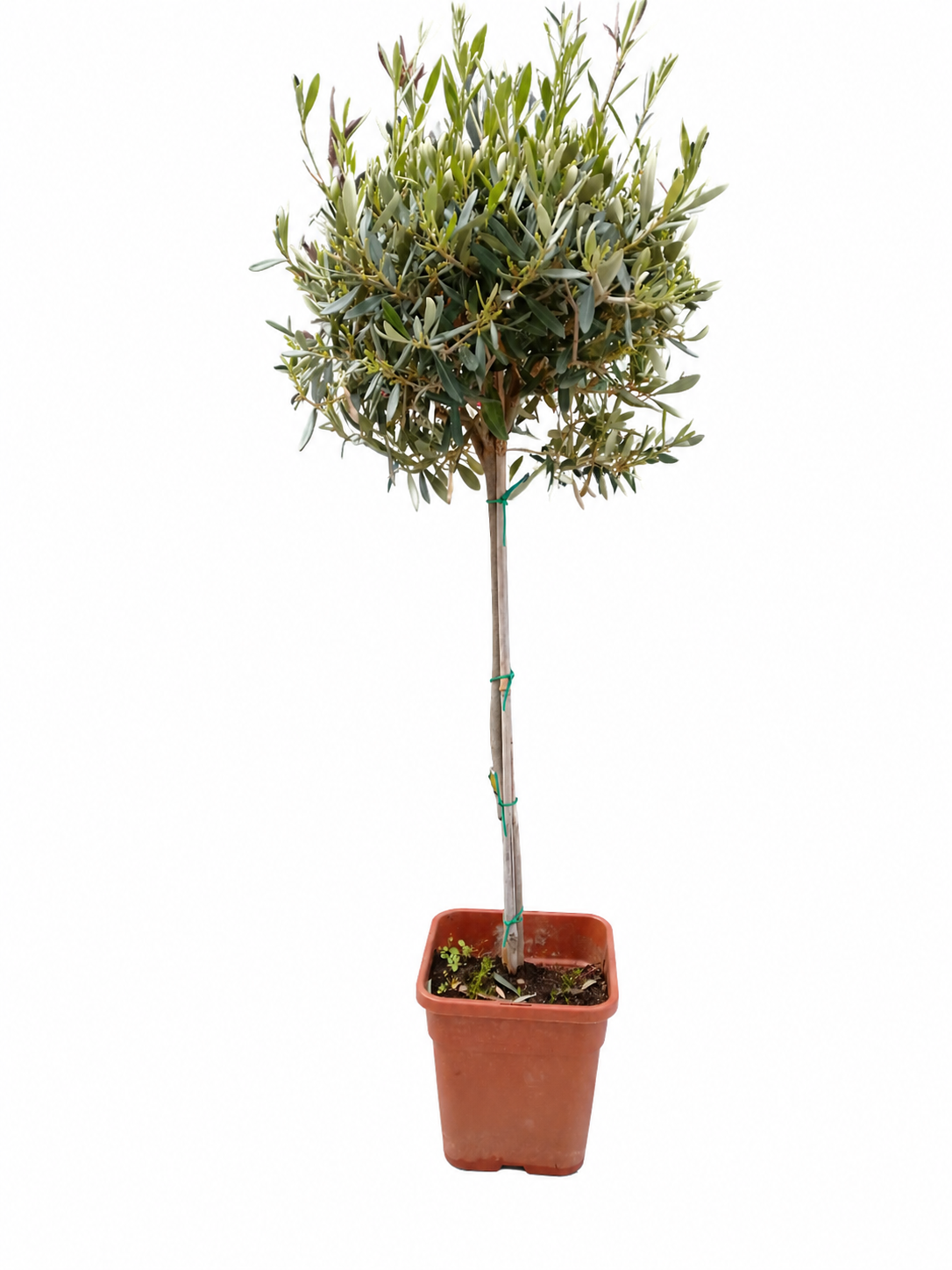 Arbres Olivier pot de 19; 24 et 35cm – Image 3
