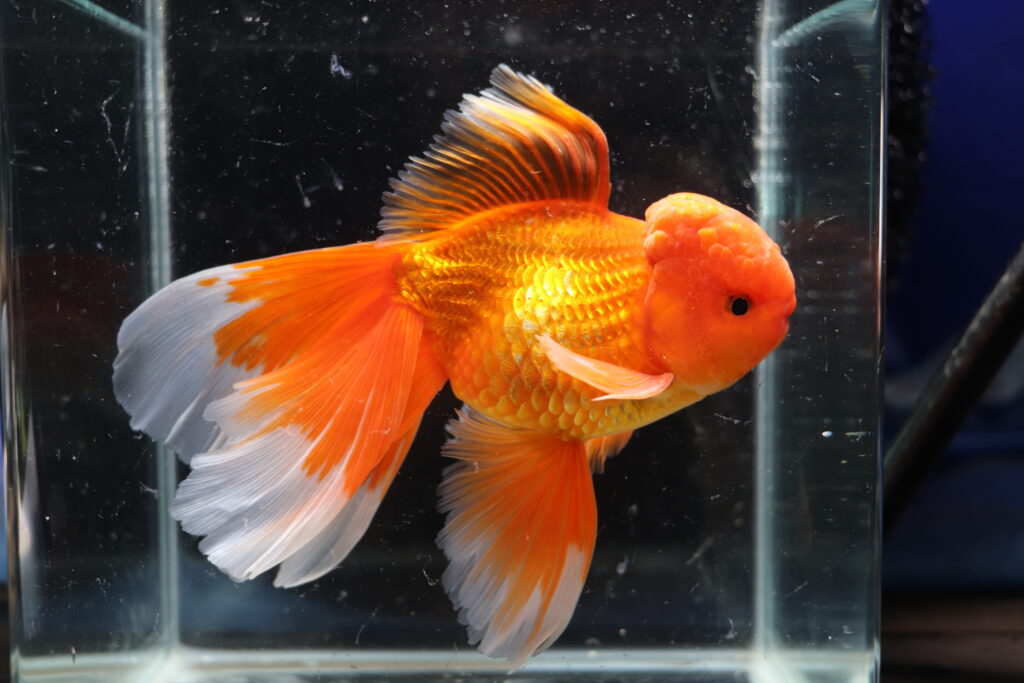 Poisson rouge voiles de chine longtail red oranda