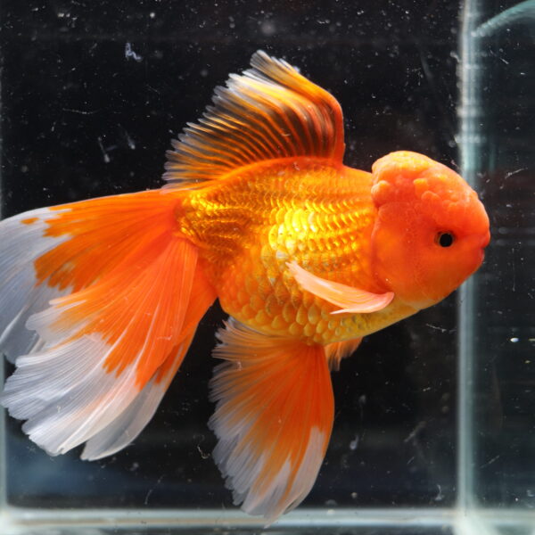 Poisson rouge voiles de chine longtail red oranda