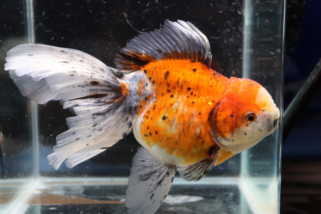 Poisson Rouge voiles de chine longtail calico oranda