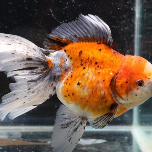 Poisson Rouge voiles de chine longtail calico oranda