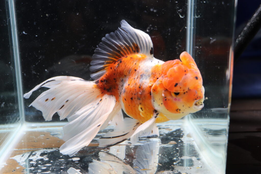 Poisson Rouge Voiles de chine calico oranda