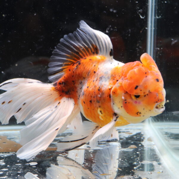 Poisson Rouge Voiles de chine calico oranda