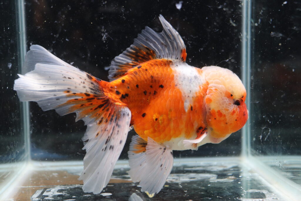 Poisson rouge voiles de chine calico oranda