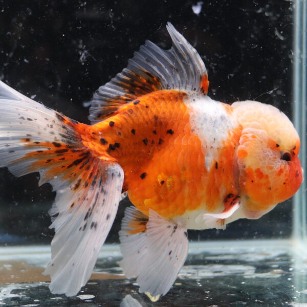 Poisson rouge voiles de chine calico oranda