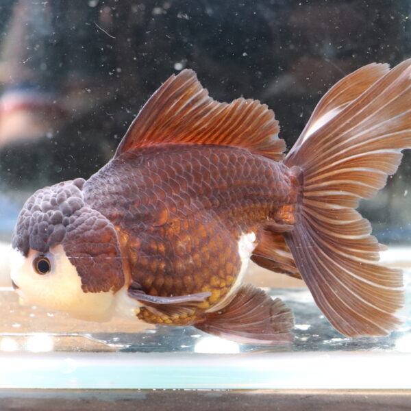 Poisson rouge voiles de chine panda oranda