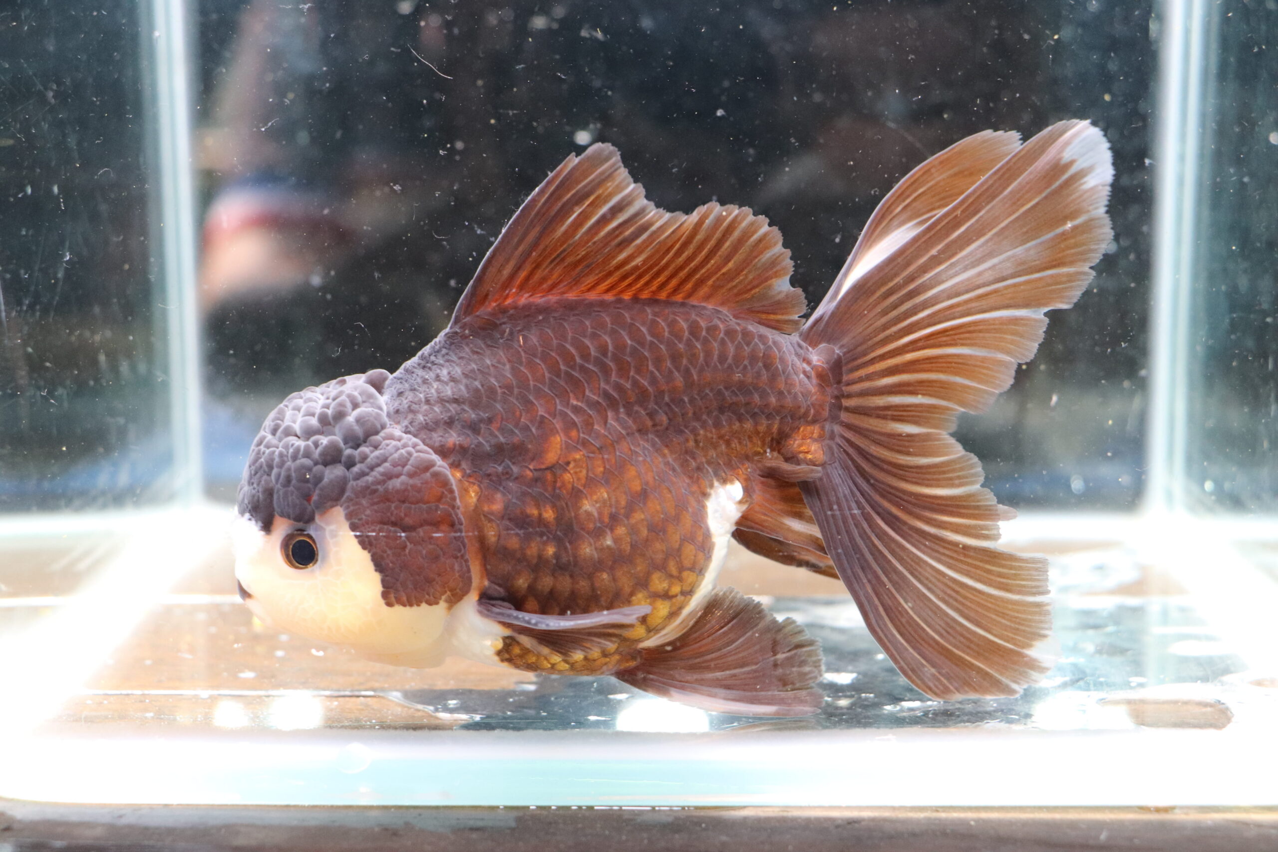 Poisson rouge voiles de chine panda oranda