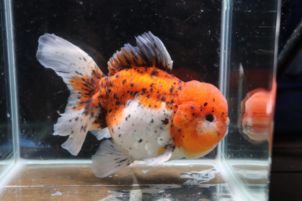 Poisson rouge voiles de chine calico oranda