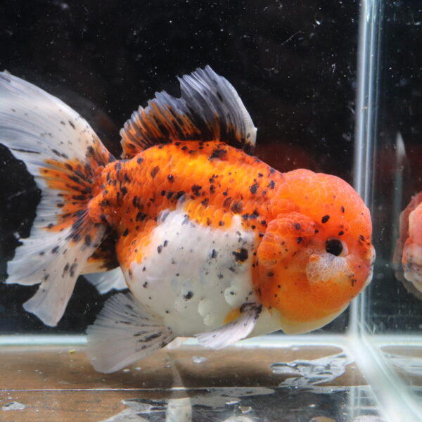 Poisson rouge voiles de chine calico oranda