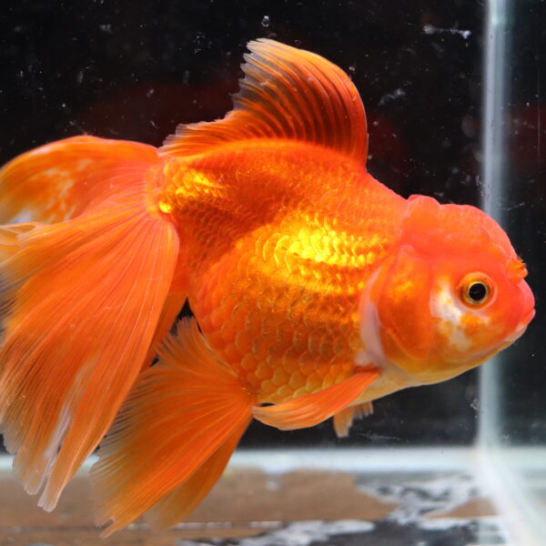 Poisson Rouge voiles de chine red oranda