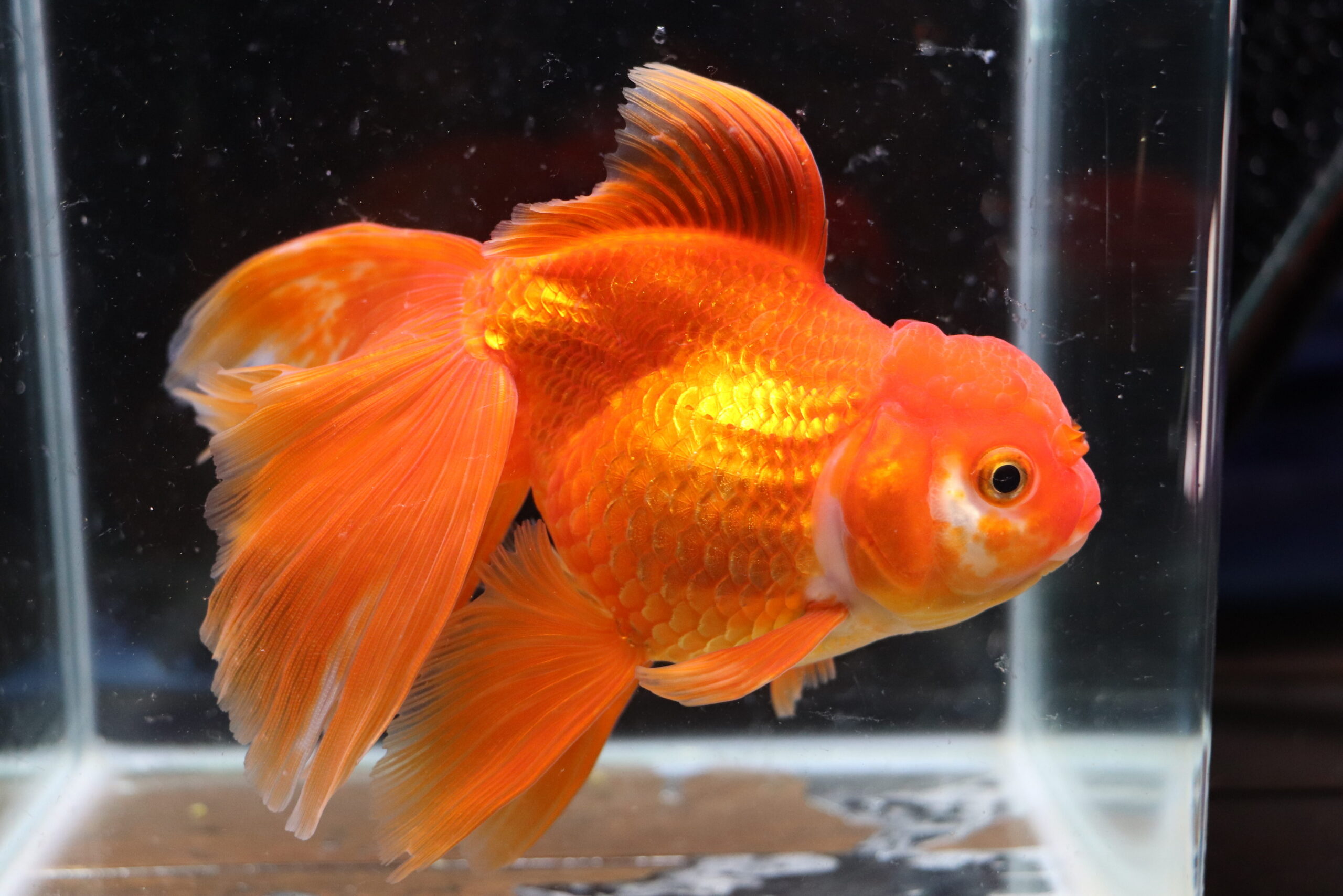 Poisson Rouge voiles de chine red oranda