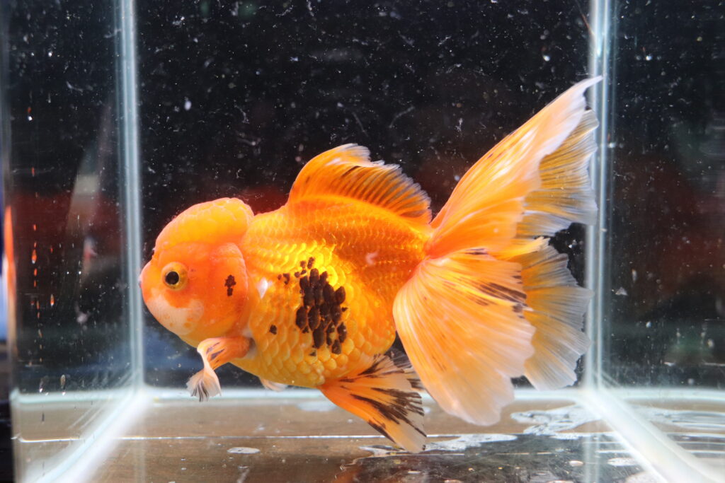 Poisson Rouge voiles de chine tiger oranda