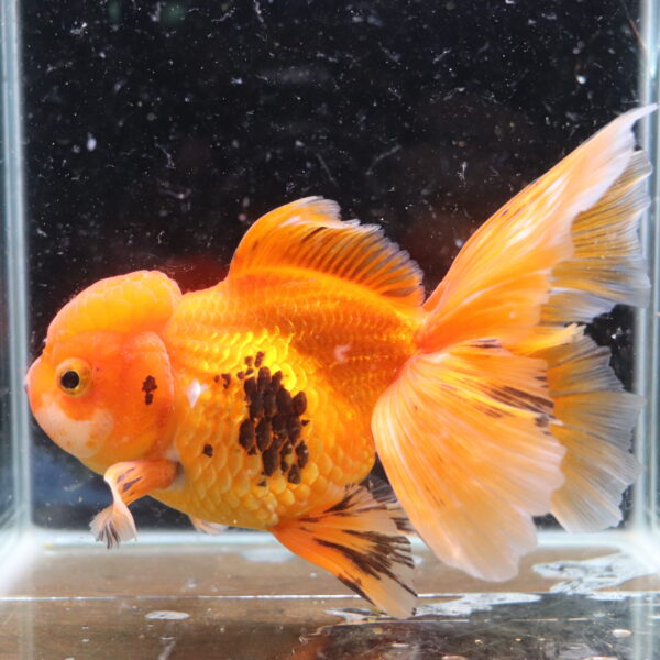 Poisson Rouge voiles de chine tiger oranda