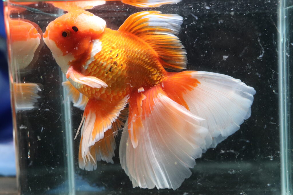 Poisson rouge voiles de chine longtail tiger oranda