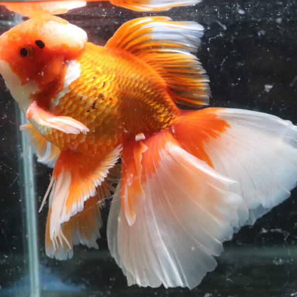 Poisson rouge voiles de chine longtail tiger oranda