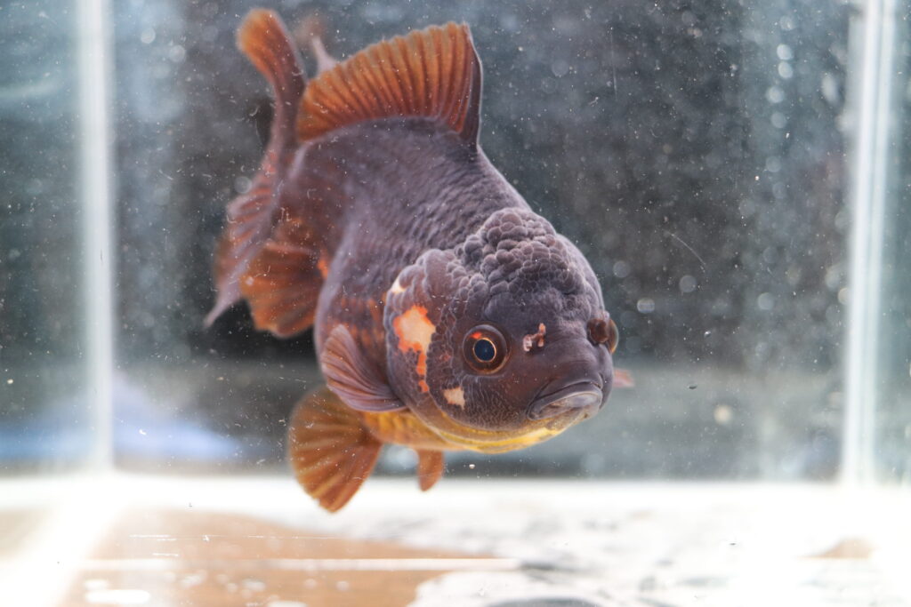 Poisson Rouge voiles de chine shortail chocolate oranda
