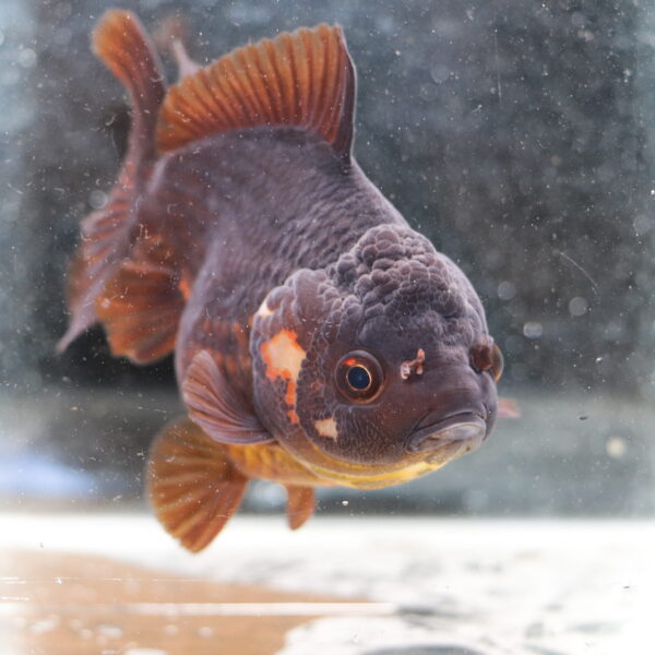 Poisson Rouge voiles de chine shortail chocolate oranda