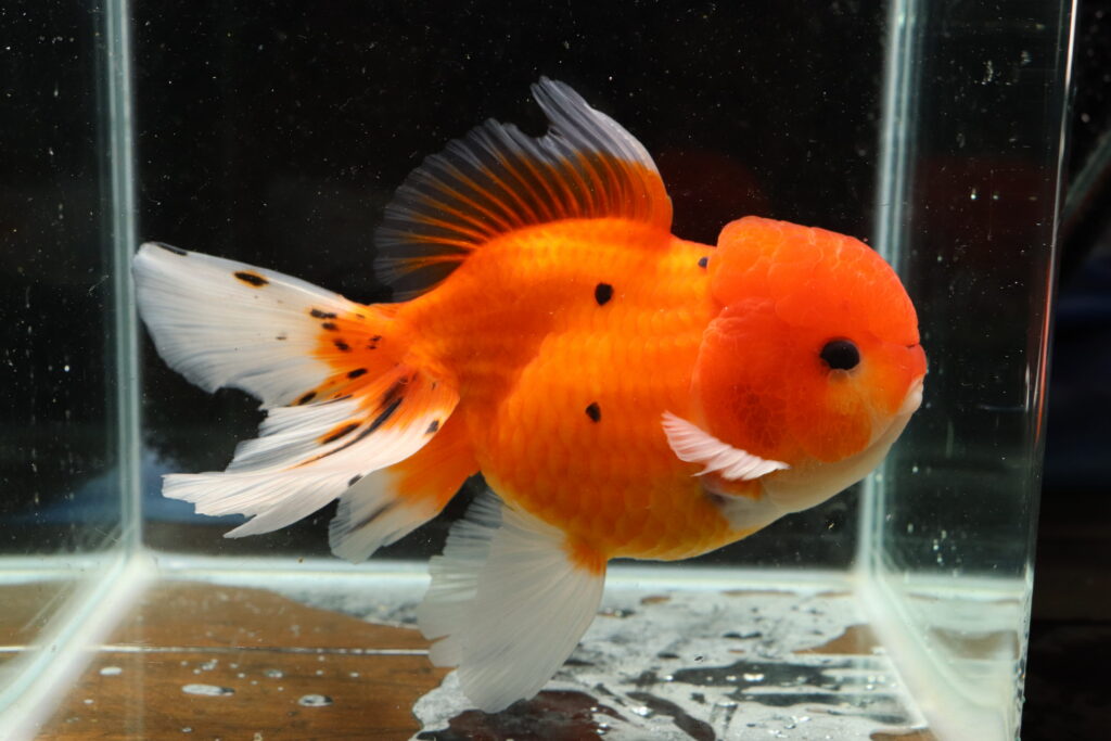 Poisson rouge voiles de chine tiger oranda