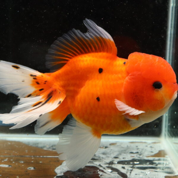 Poisson rouge voiles de chine tiger oranda