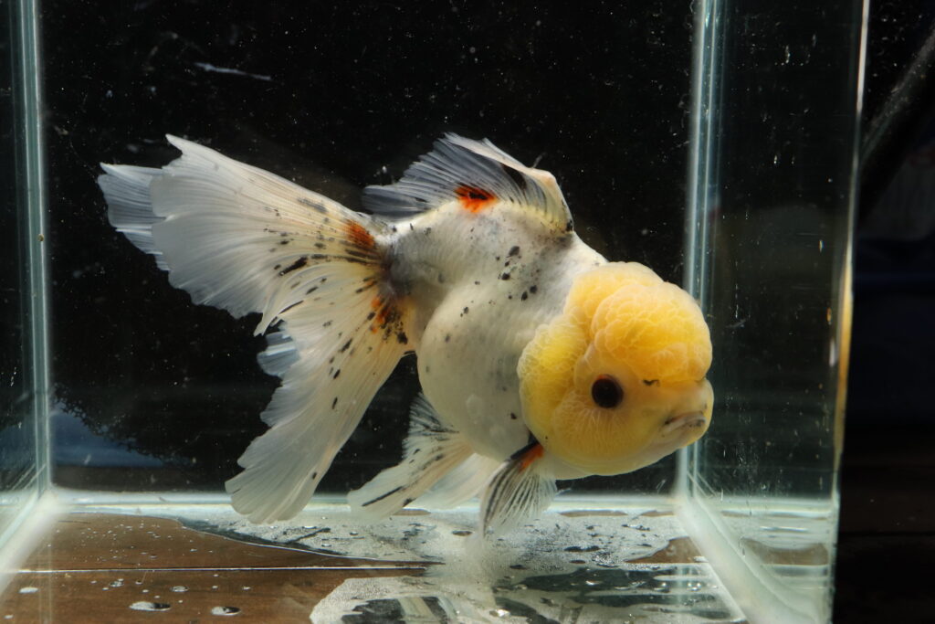 Poisson Rouge voiles de chine calico oranda