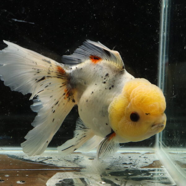 Poisson Rouge voiles de chine calico oranda