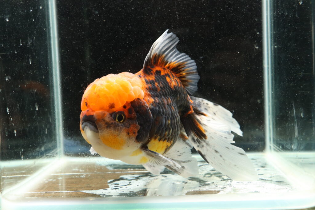 Poisson rouge voiles de chine tiger oranda