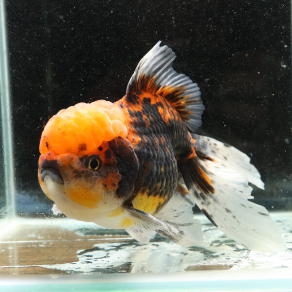Poisson rouge voiles de chine tiger oranda