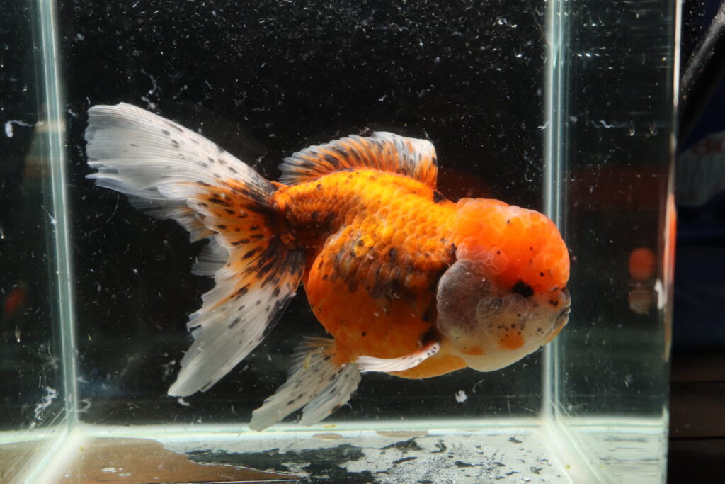 Poisson rouge voiles de chine calico oranda