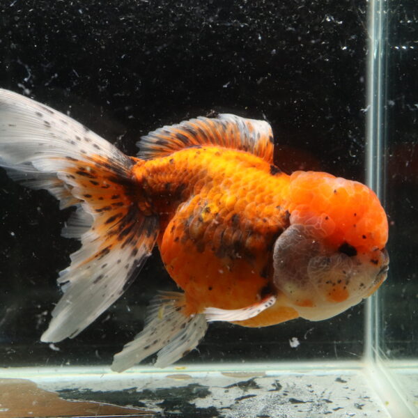 Poisson rouge voiles de chine calico oranda