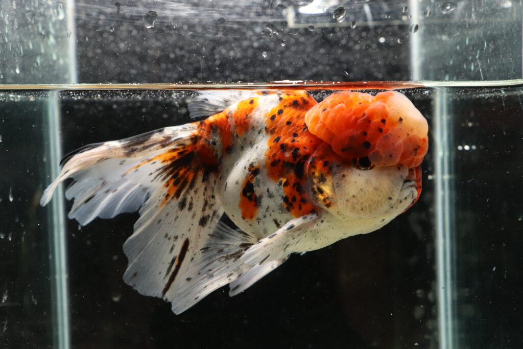 Poisson rouge voiles de chine calico oranda