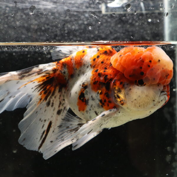 Poisson rouge voiles de chine calico oranda