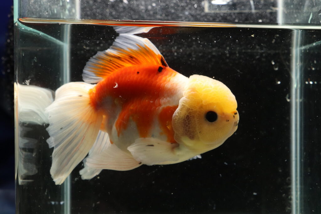 Poisson rouge voiles de chine calico oranda