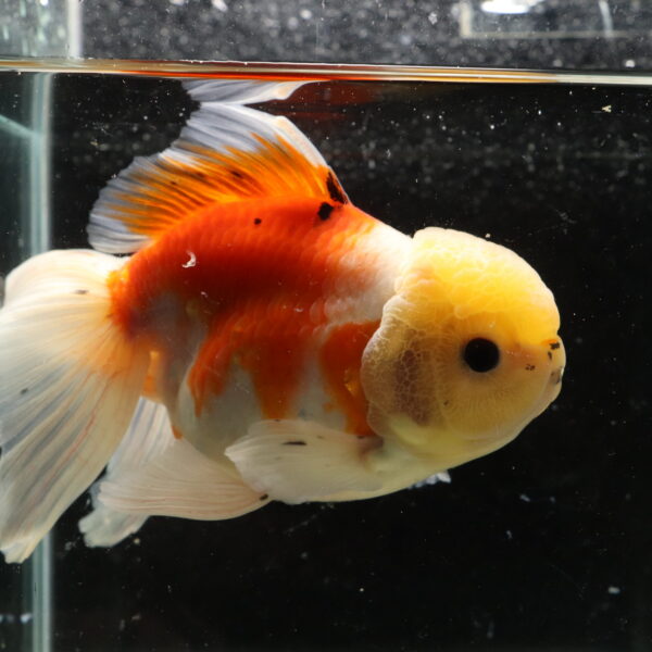 Poisson rouge voiles de chine calico oranda