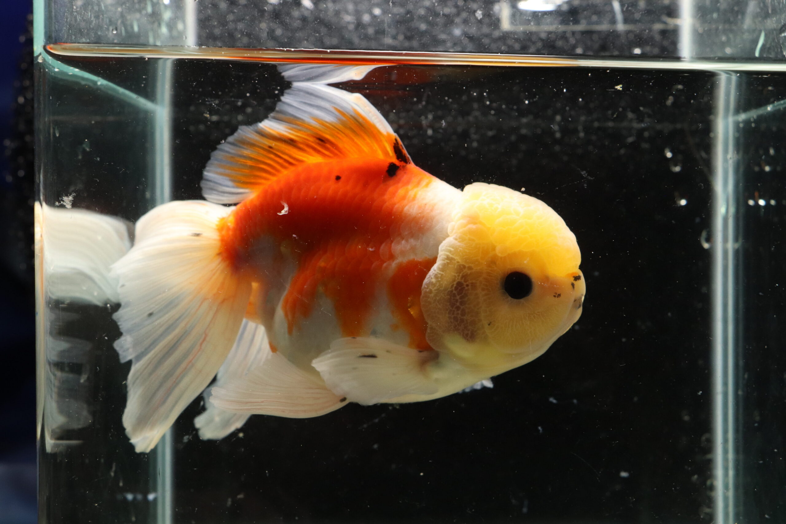 Poisson rouge voiles de chine calico oranda