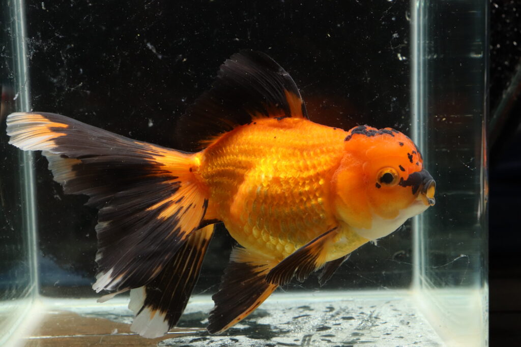 Poisson rouge voiles de chine longtail apache oranda
