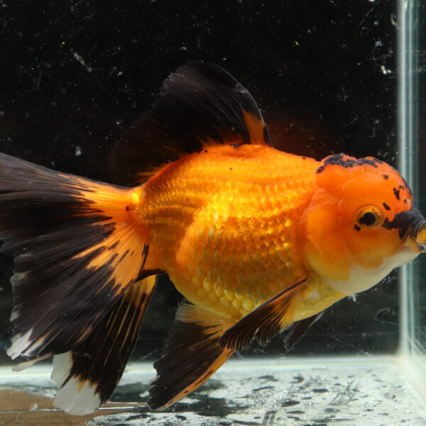 Poisson rouge voiles de chine longtail apache oranda