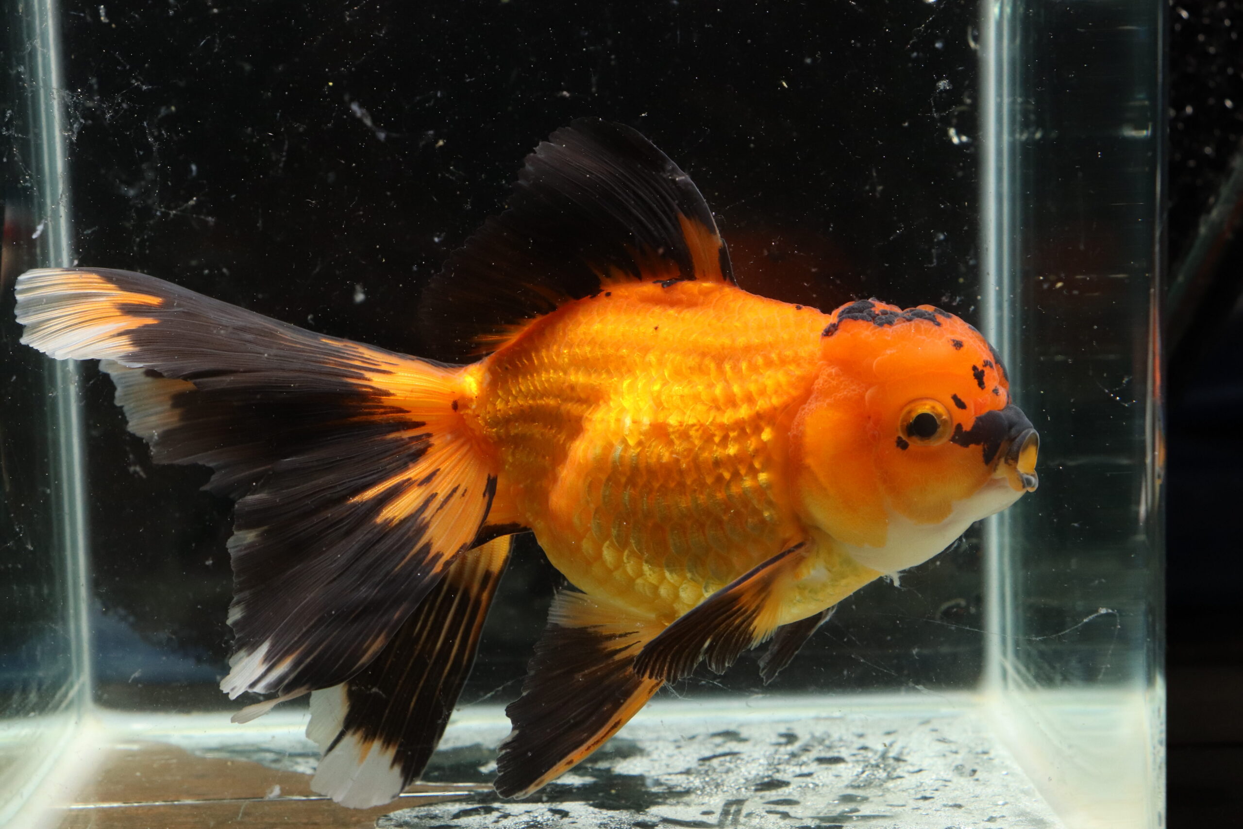 Poisson rouge voiles de chine longtail apache oranda
