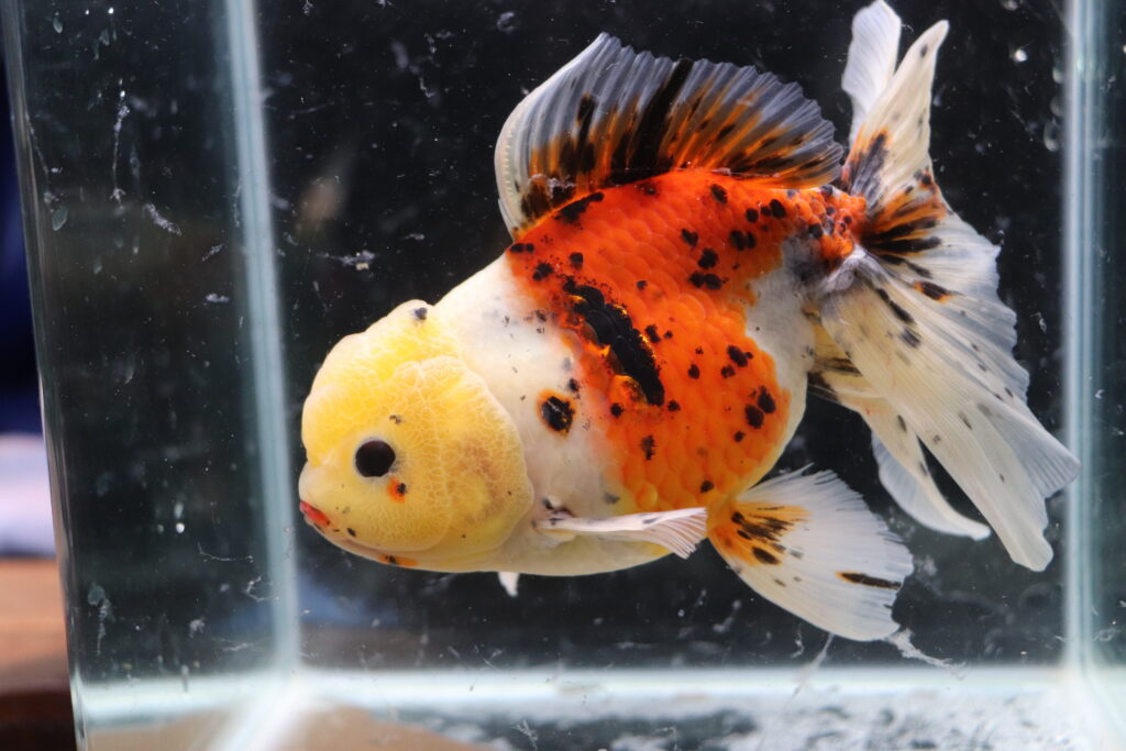 Poisson rouge voile de chine calico oranda
