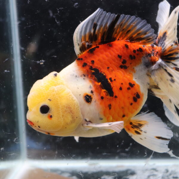 Poisson rouge voile de chine calico oranda