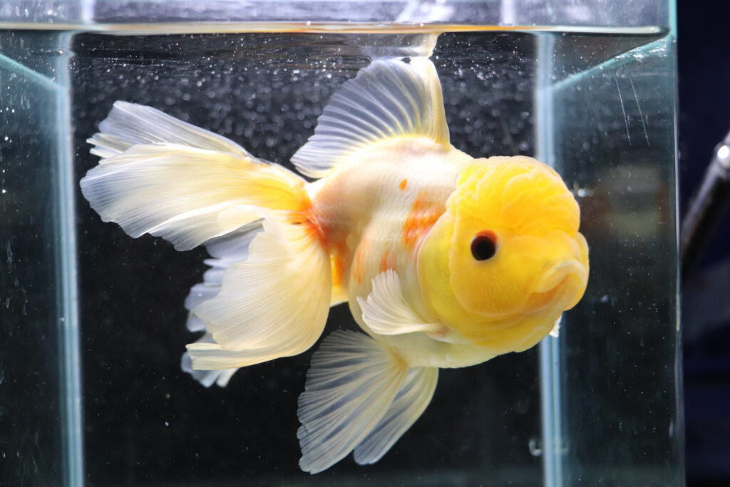 Poisson rouge voiles de chine kohaku oranda